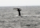 CapeCod (6)  Cape Cod whale